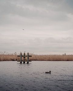 Mouettes, roseaux et rivière 1