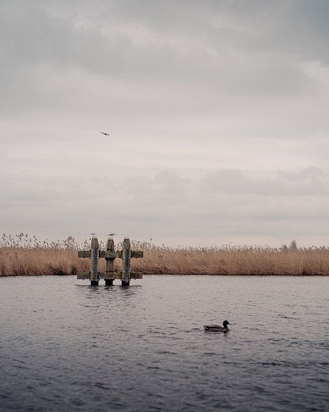 Gulls, reeds and river 1 by Jonai