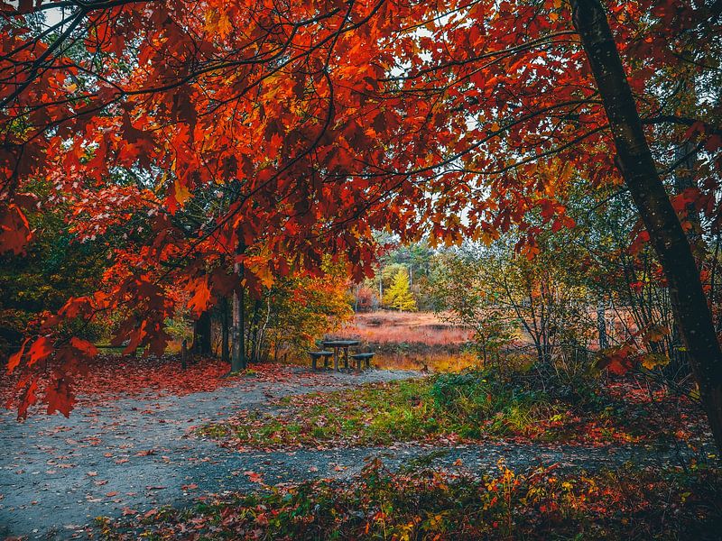 Herbst 23 von snippefotografie