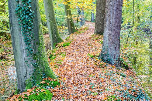Landscape with trees and leaves in Dutch forest