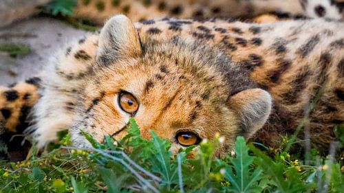 Gepard in Botswana von Kees van den Burg