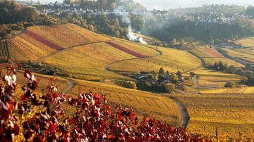 Weinberge im goldenen Oktober in Herbstfarben auf dem Württemberg bei Untertürkheim, Stuttgart, Bade