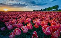 A field of tulips in the evening sun