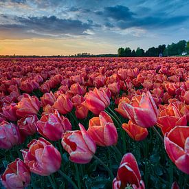 Een veld met tulpen in de avondzon van Etienne Rijsdijk