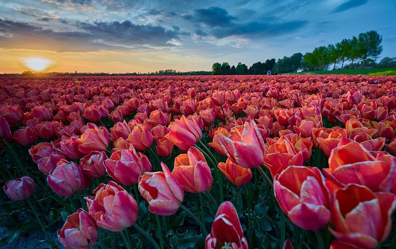 A field of tulips in the evening sun by Etienne Rijsdijk