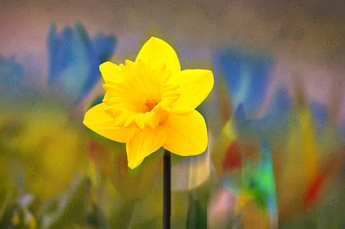 FLORE : NARCISSE JAUNE