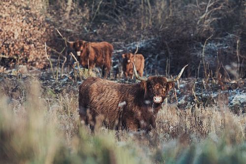 Schotse hooglanders foto