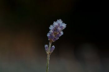 lavendel bedekt met ijs 2