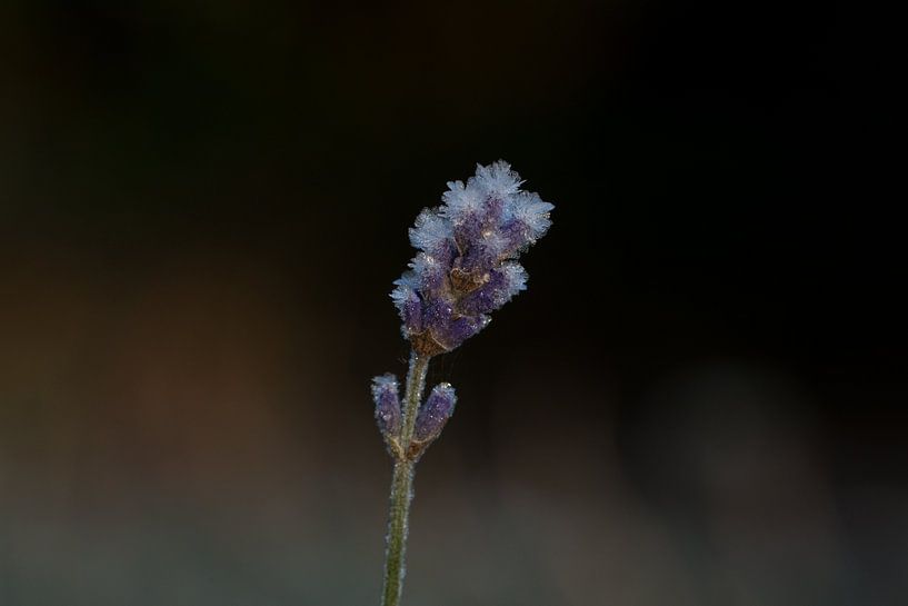 lavender covered with ice 2 by Timo Kant