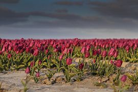 Tulpen von Anne Marie Hoogendijk