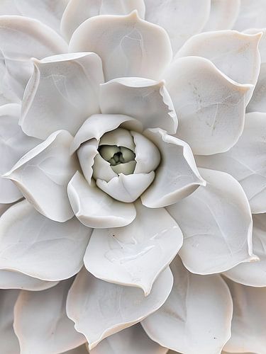 Succulente blanche
