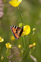Vlinder | Kleine Vos | Nederlandse natuur