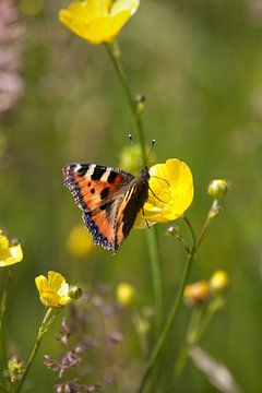 Atalanta butterfly | Dutch nature by Kimberley Helmendag