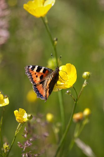Atalanta butterfly | Dutch nature