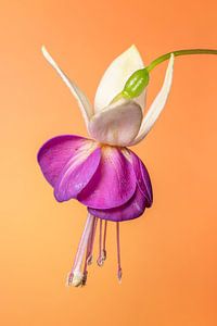 Fuchsie 6