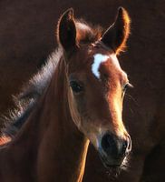 Foal