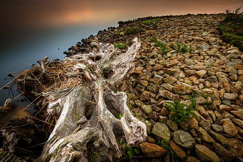 Boomstronk 't Roegwold