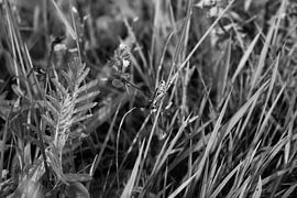 Sauterelle des marais sur Emma Wilms