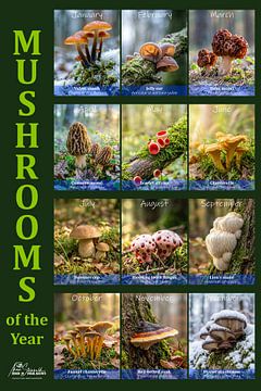 Les champignons de l'année (EN) sur Max Steinwald