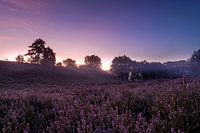 Prachtige zonsopkomst op de Mechelse heide in belgie, tijdens de bloei van de paarse heide