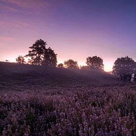 Beautiful sunrise on the moors of Mechelen in Belgium, during the flowering of the purple moors. by Debbie Kanders