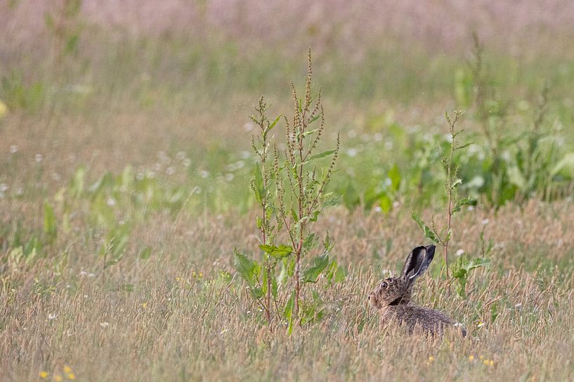 Hare in the field by Thijs Schouten