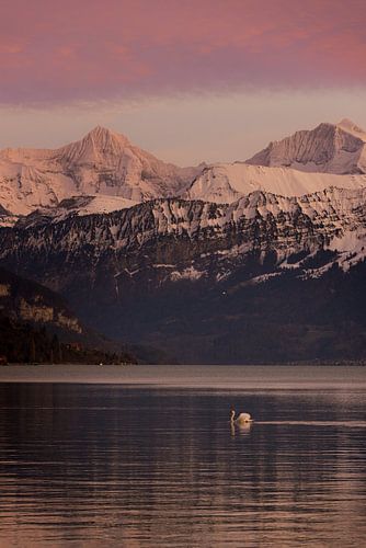 Uitzicht op de Zwitserse Alpen
