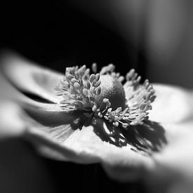 Anemone in black and white.