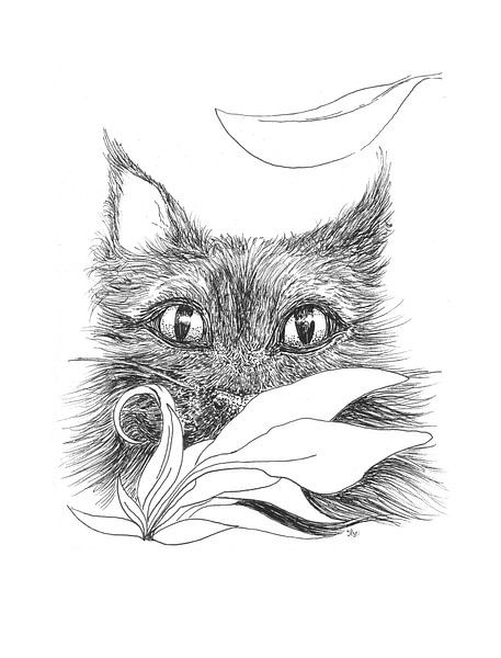 Stealth Cat - zwart wit illustratie kat van Ilse Schrauwers, isontwerp.nl
