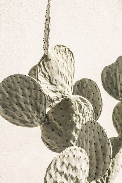 Prickly Elegance by Shot by Clint