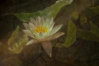In the Pond