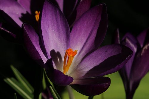 Een macro-opname van een krokus