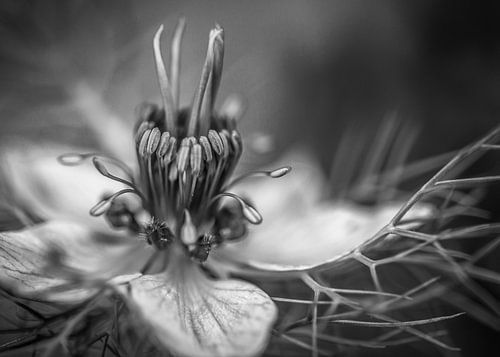 Zwart wit, Nigelle