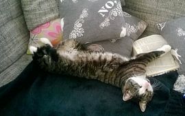Der bibeltreue Kater Tiger von Holy Heaven