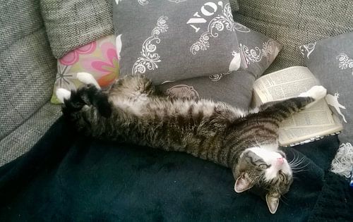Tiger, le chat fidèle à la Bible
