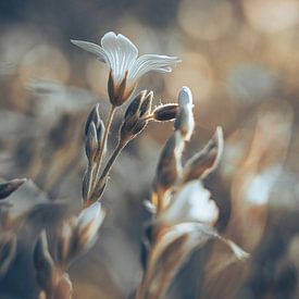 bloemen part 500 van Tania Perneel