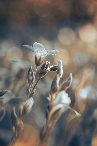bloemen part 500 van Tania Perneel
