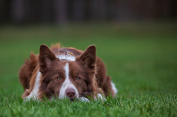 Brown and white Border Collie