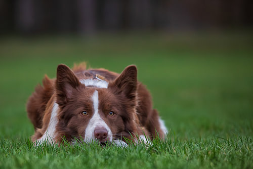 Border collie brun et blanc