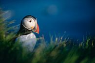 Puffin on the cliffs of Látrabjarg (Iceland) by Martijn Smeets thumbnail