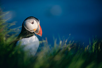 Papageientaucher auf den Klippen von Látrabjarg (Island)