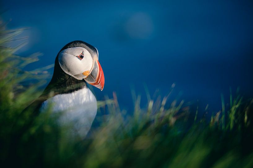 Puffin on the cliffs of Látrabjarg (Iceland) by Martijn Smeets