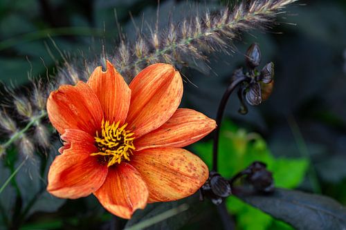Dahlia « Bishop of Oxford » sur René Weijers