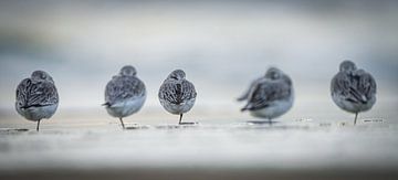 Drieteenstrandlopers op het strand van Dirk van Egmond