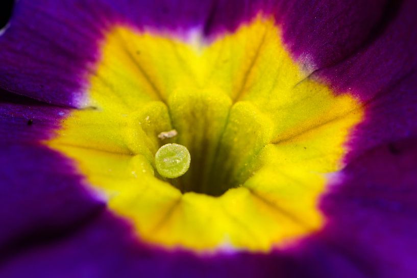 Yellow heart of a purple flower by Gerard de Zwaan