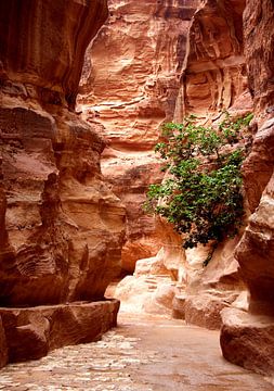 Kloof naar Petra, Jordanie