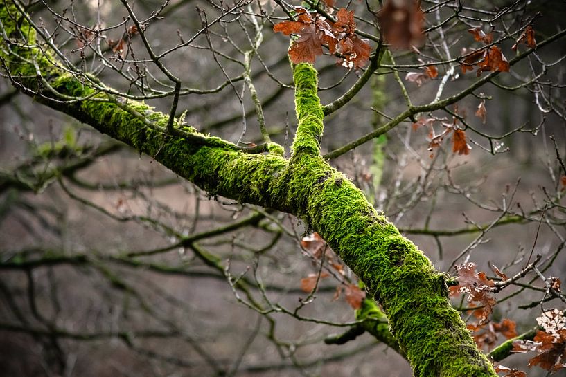 Wintergroen van Anna Koek