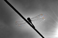 libelle zwart wit