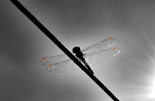 libelle zwart wit
