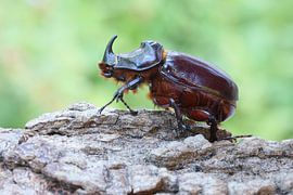 European Rhinoceros Beetle (Oryctes nasicornis)